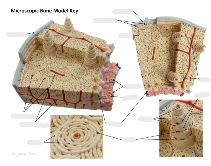 Microscopic Model Microscopic Bone Model Quiz