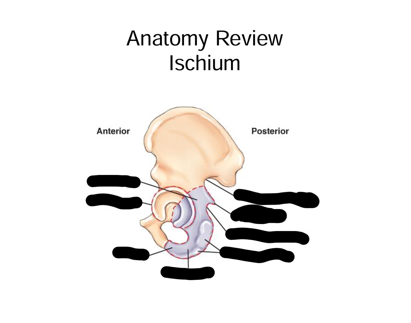 Ischium: Anatomy Review — Printable Worksheet