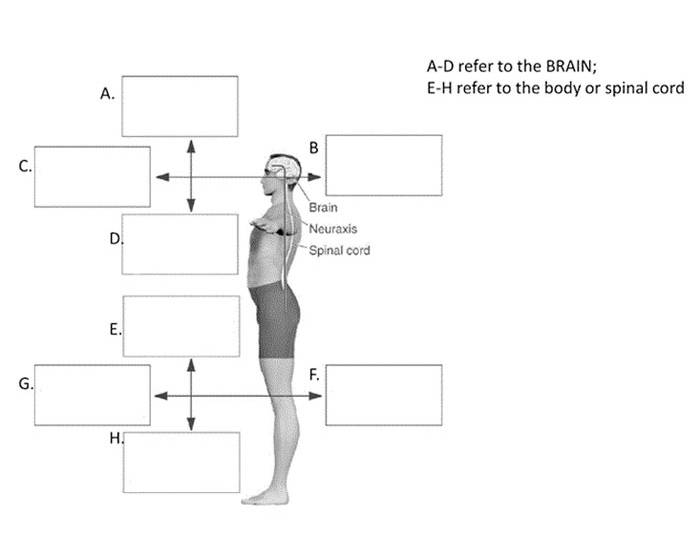 Anatomical Directions (Nervous System) Quiz