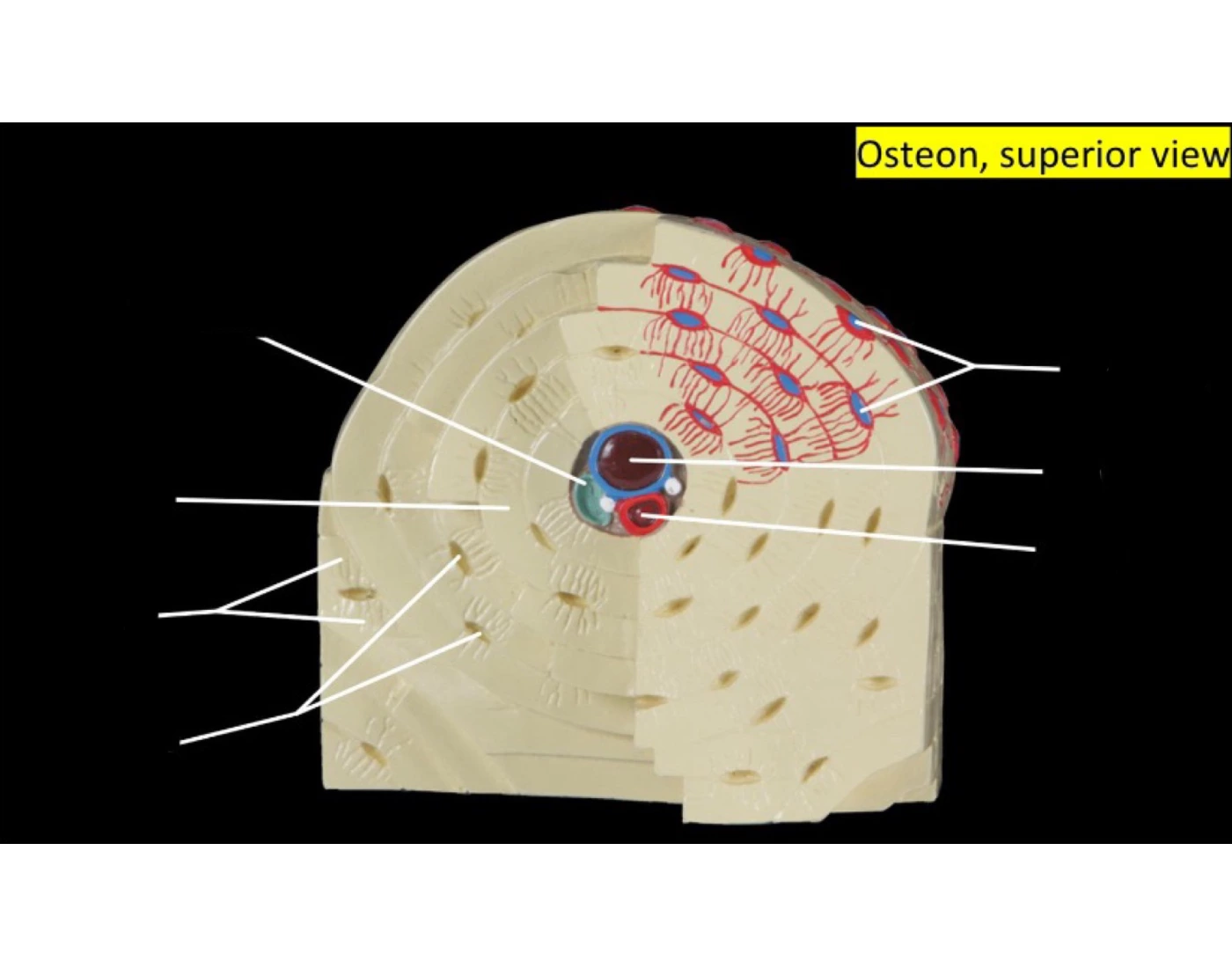 Model Inventory for Osteon Structure Labeling — Printable Worksheet