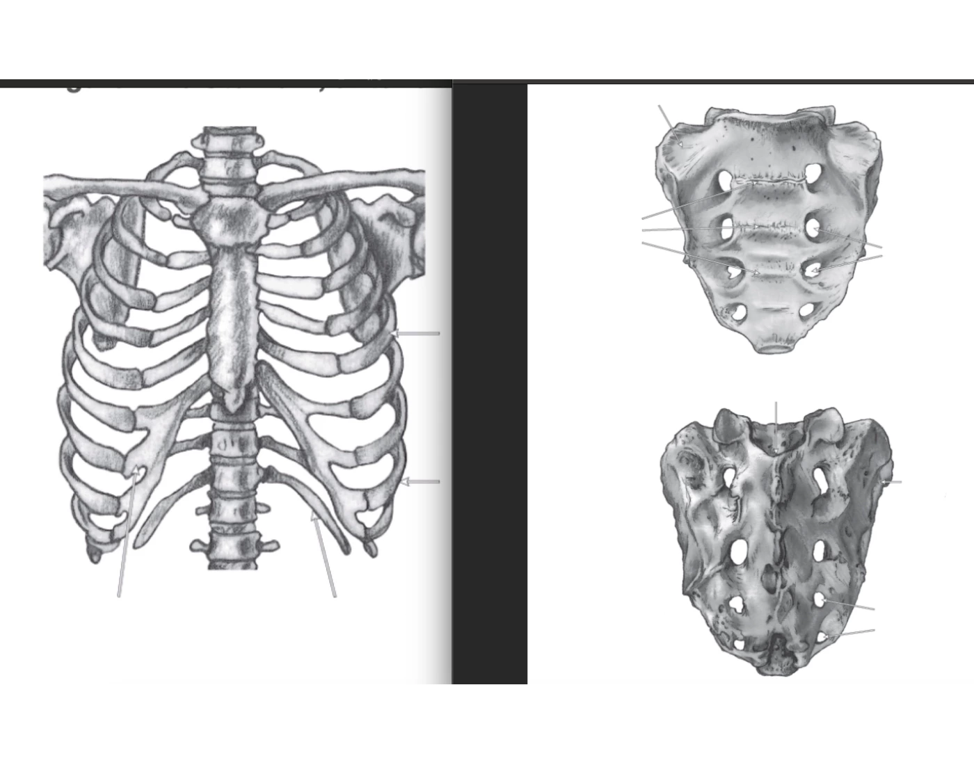 Labeling the Ribs & Coccyx/Sacrum — Printable Worksheet