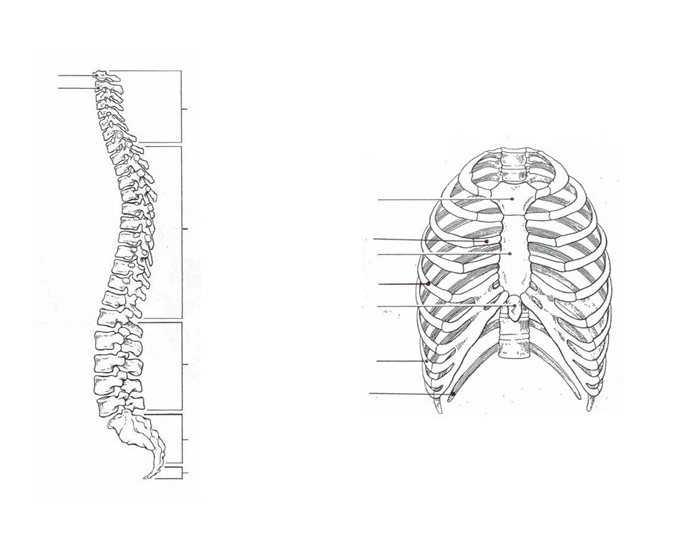 Ribs and Vertebrae Labeling — Printable Worksheet