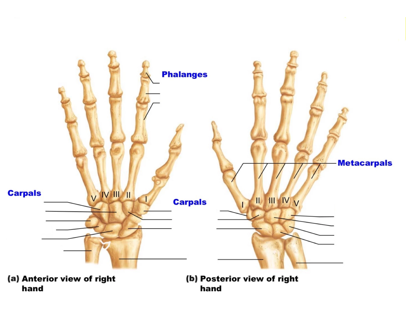 Right Hand Label Bones of Right Hand Anterior & Posterior Labeling Quiz