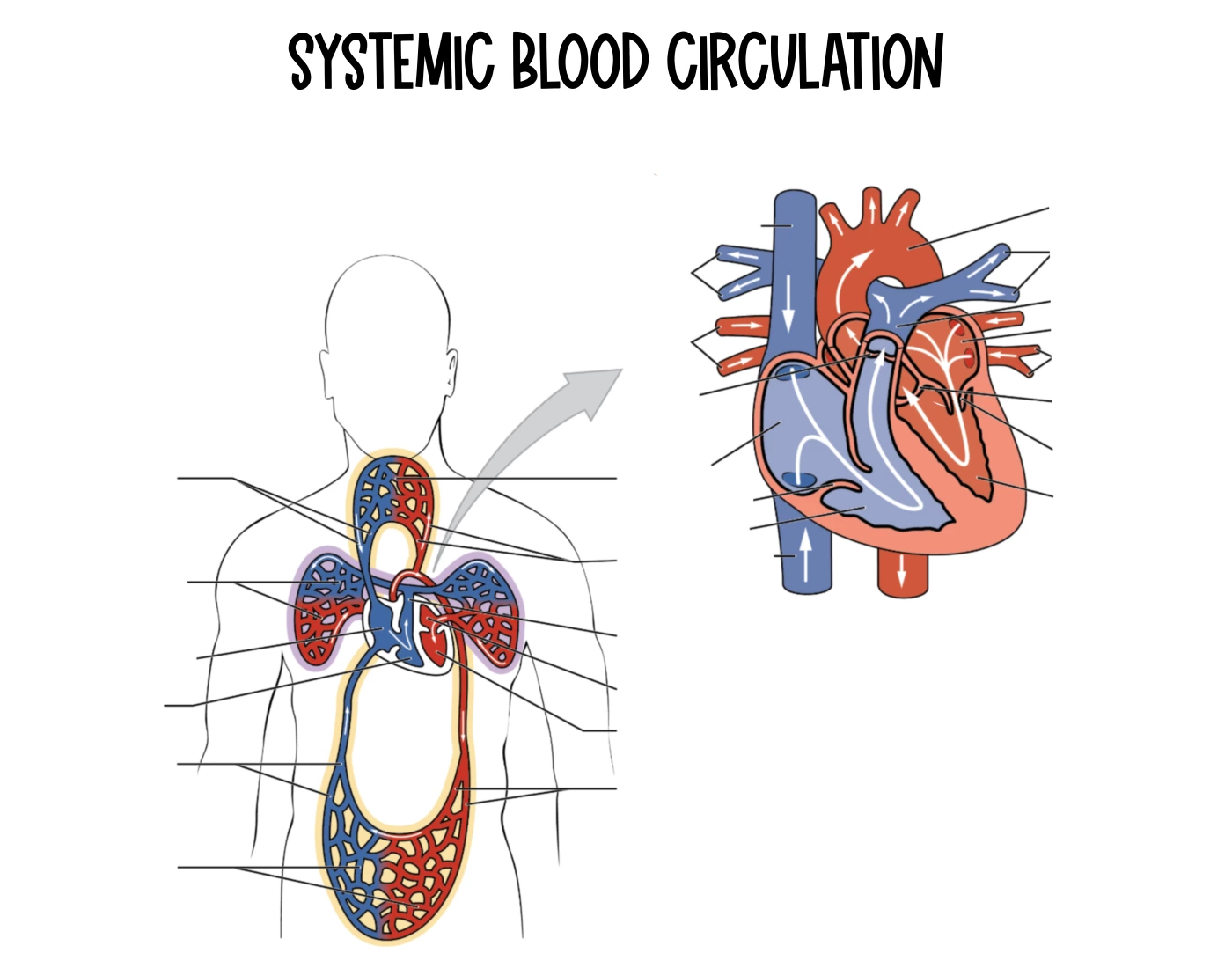 Systemic Blood Circulation Diagram Quiz