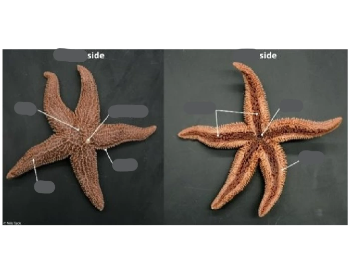 Echinoderm Matching Printable Worksheet