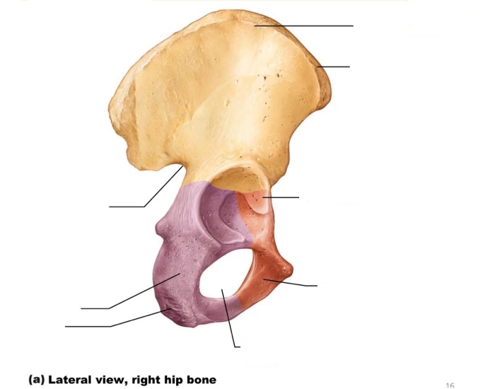(Right) Hip (Coxal) Bones Lateral Labeling — Printable Worksheet