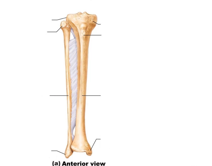 Tibia & Fibula of Right Leg Anterior Labeling — Printable Worksheet