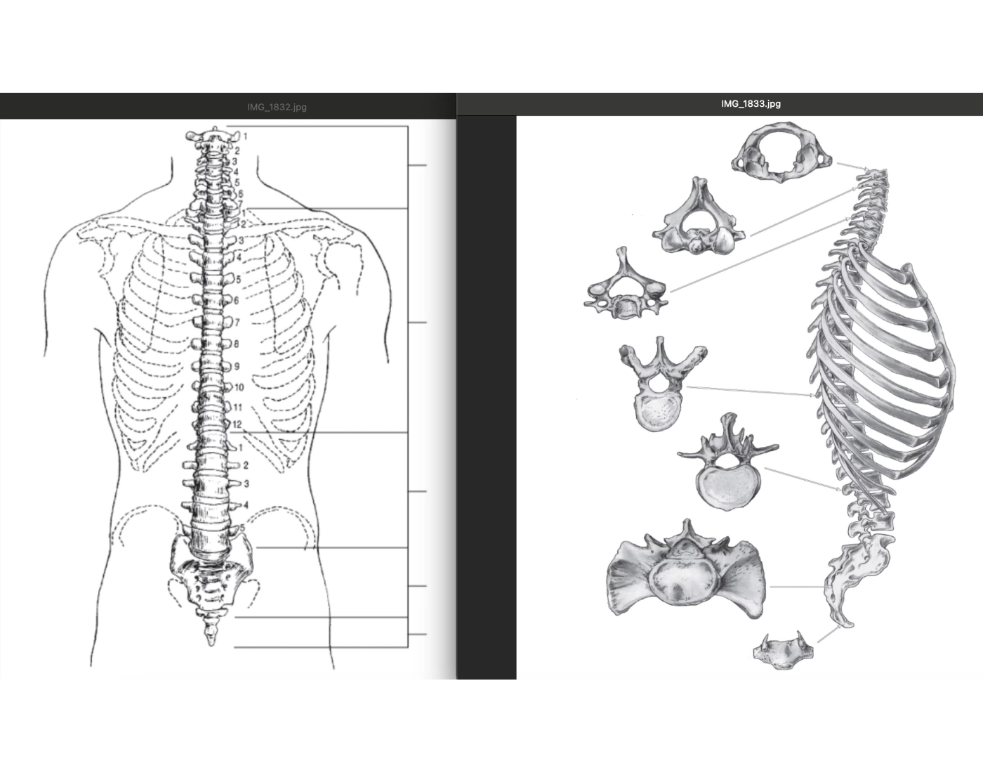 Spine Label Math Labelling the Spine — Printable Worksheet