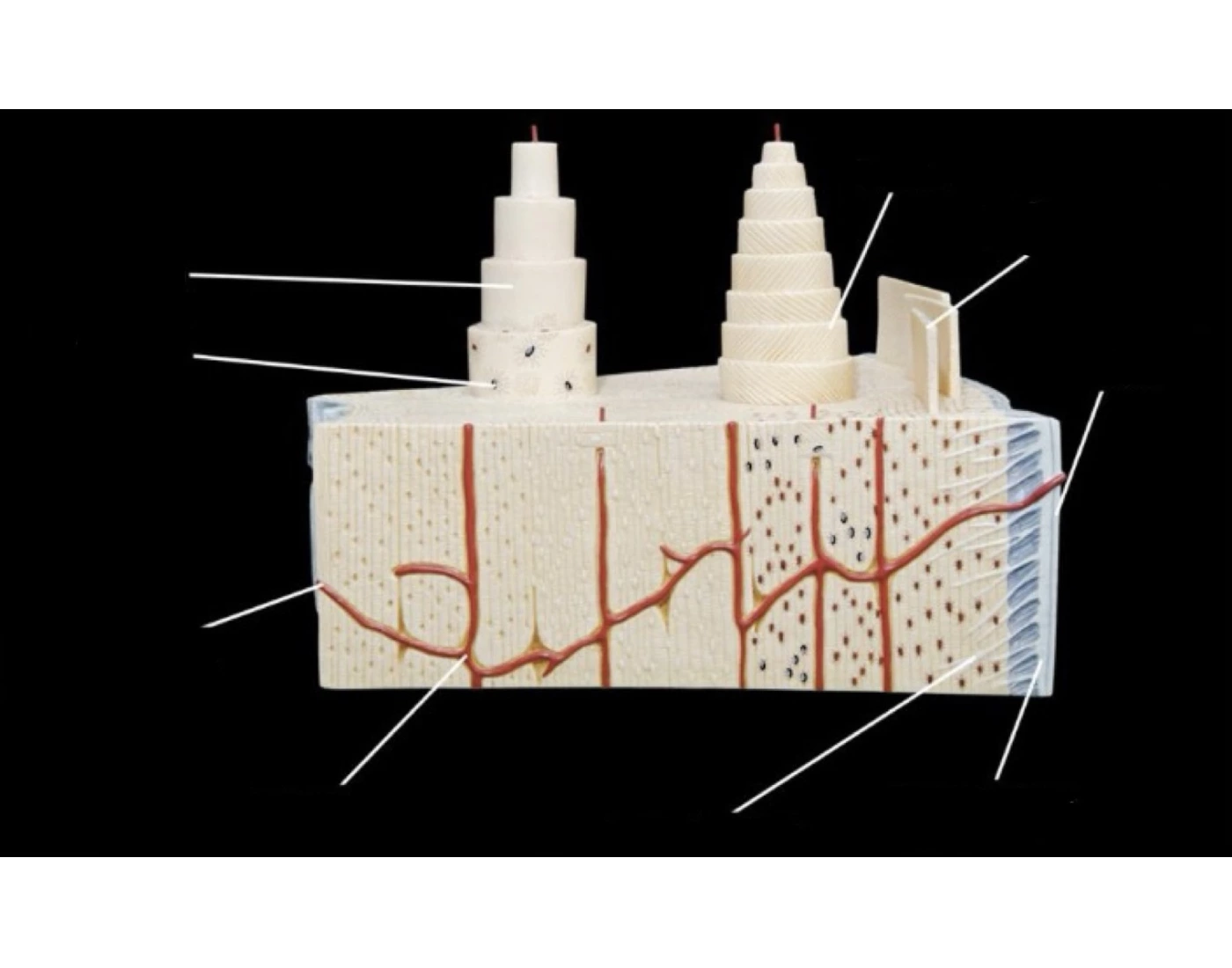 Model Inventory for Compact Bone Labeling — Printable Worksheet