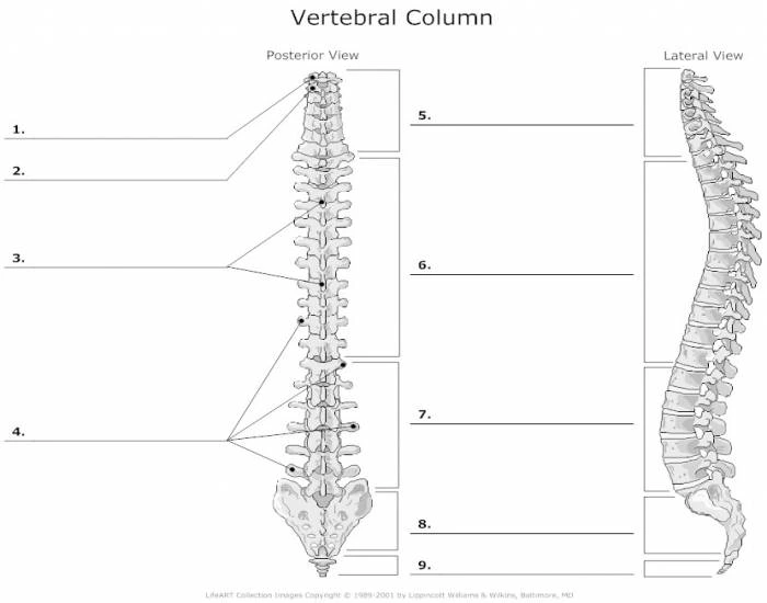Spine Labeling Quiz — Printable Worksheet