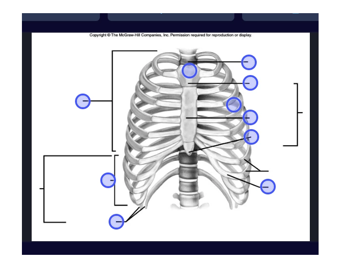 Ribs and sternum labeling — Printable Worksheet
