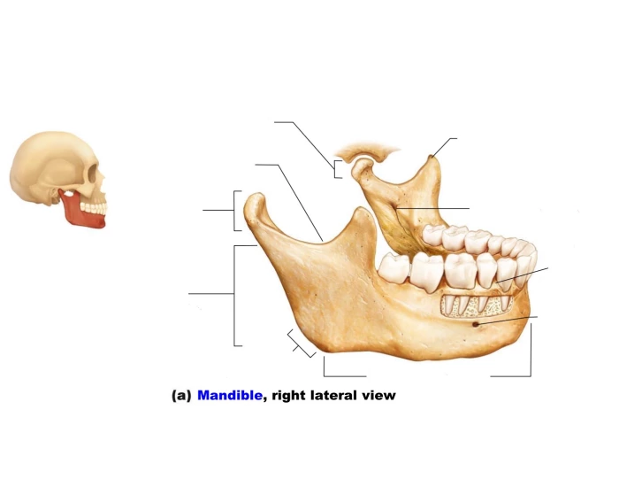 Maxilla Labeling Skull Mandible and Maxilla Lateral Labeling — Printable Worksheet
