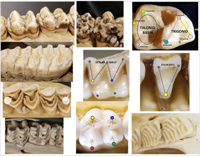Molar Patterns Mammalian Molar Occlusal Patterns Quiz