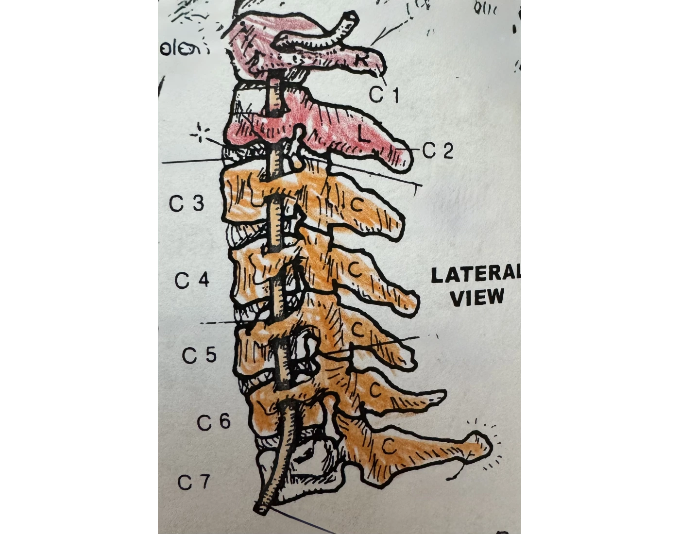 Lateral View of the Cervical Spine Quiz
