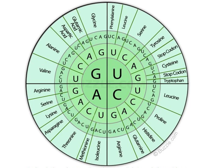 Mrna Codons Worksheet mRNA Codon Translation Practice — Printable Worksheet
