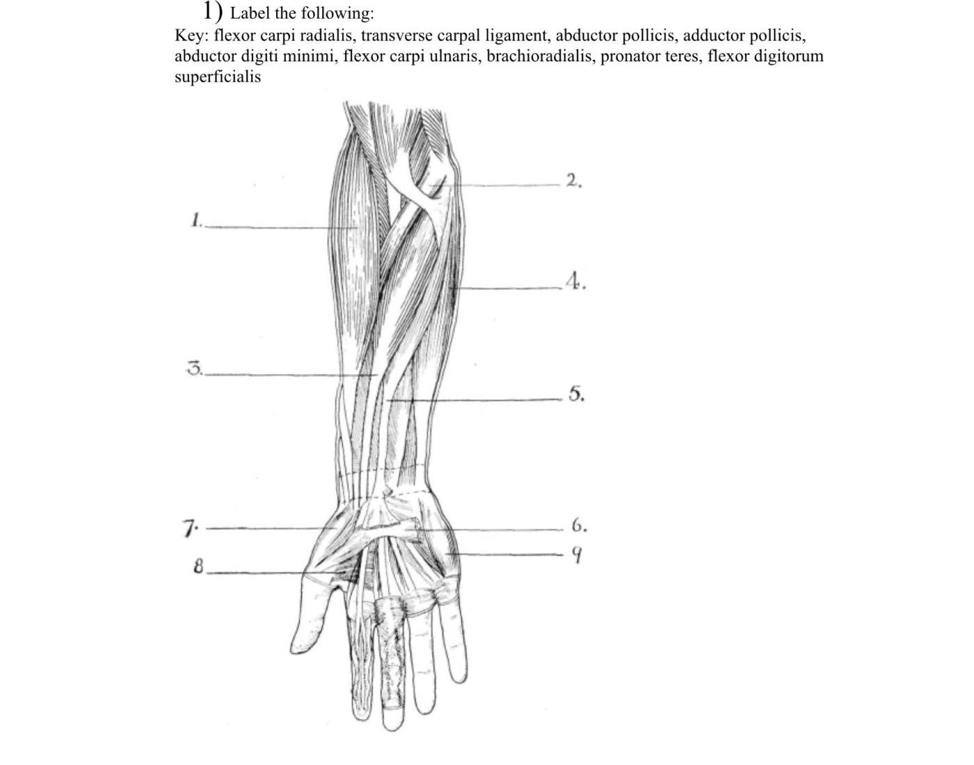 Inner Forearm Layout.pdf Forearm and hand muscles — Printable Worksheet
