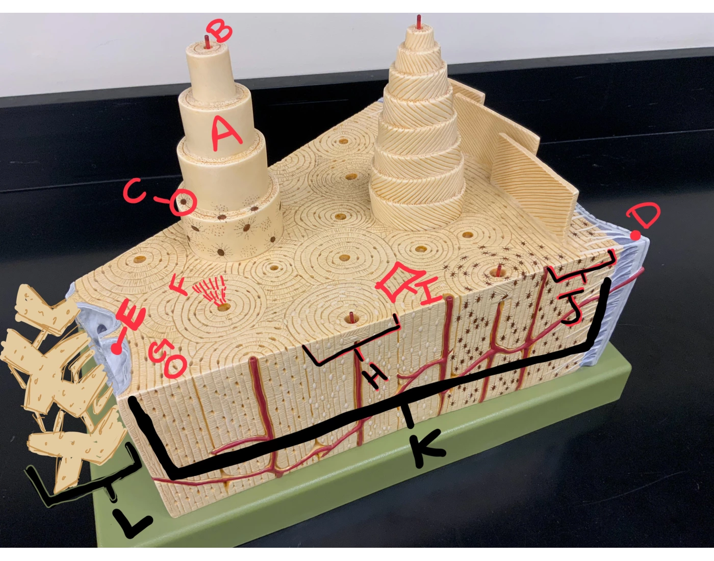 Compact Bone Model Quiz