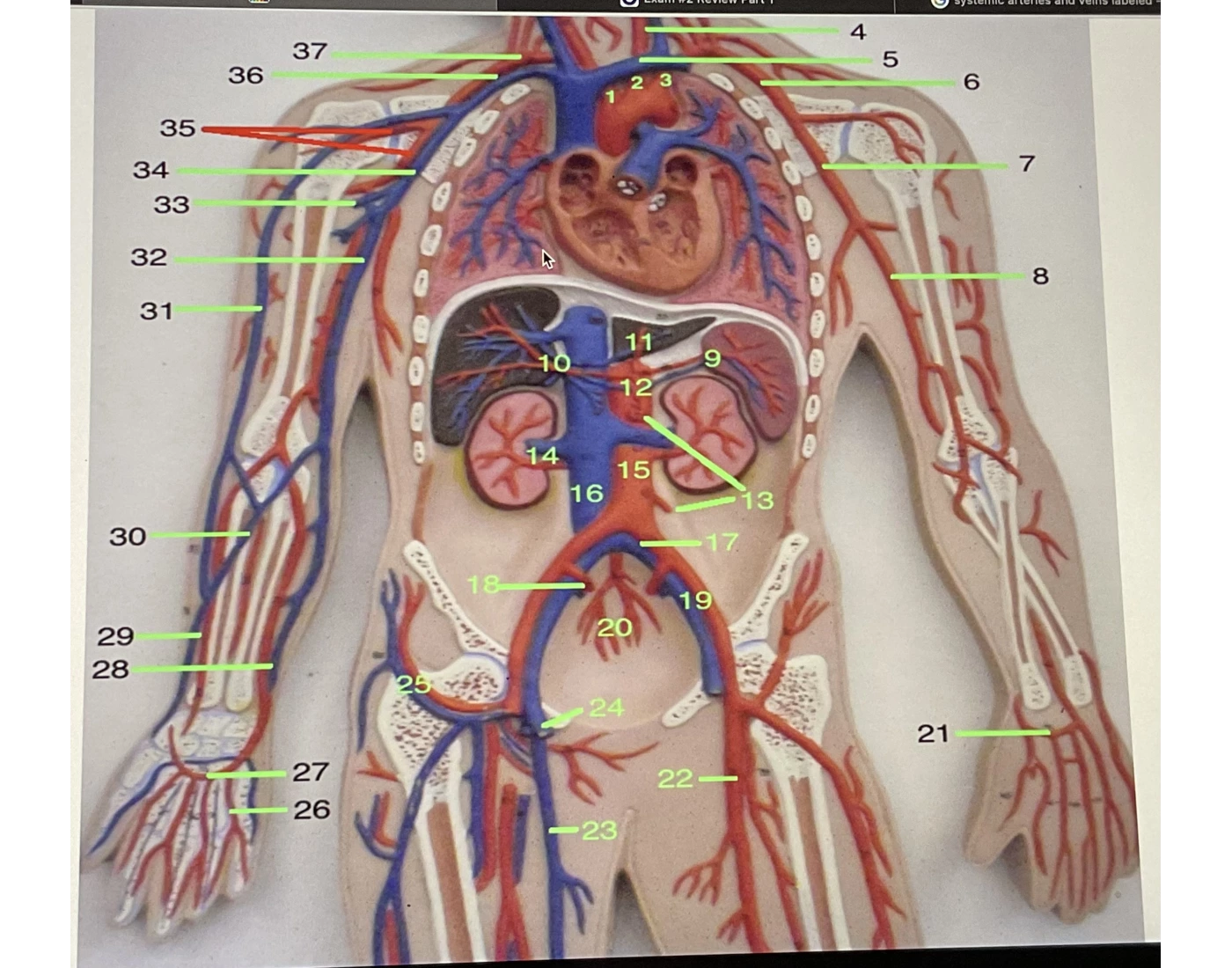 systemic arteries and veins — Printable Worksheet