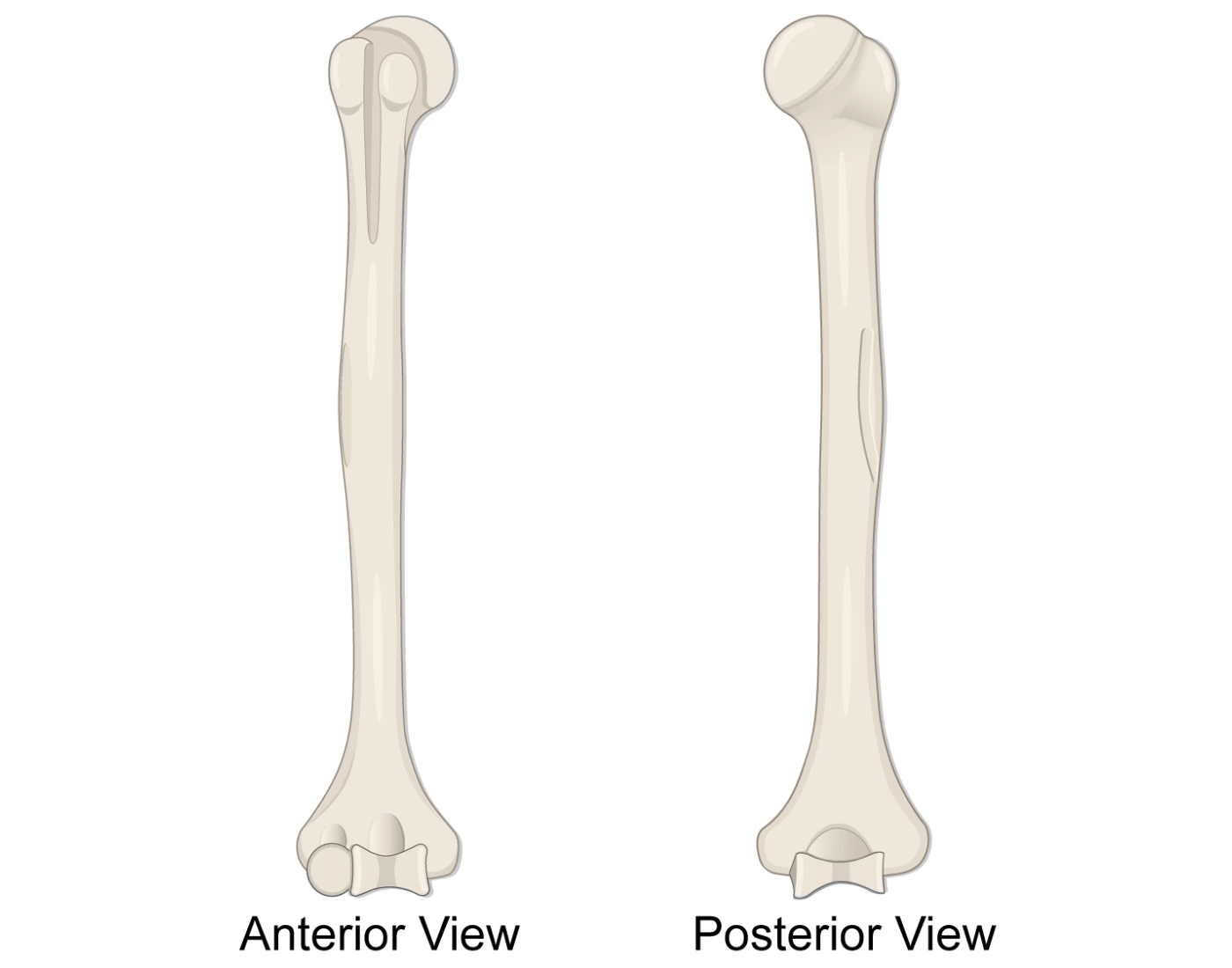 Appendicular Skeleton Humerus Printable Worksheet