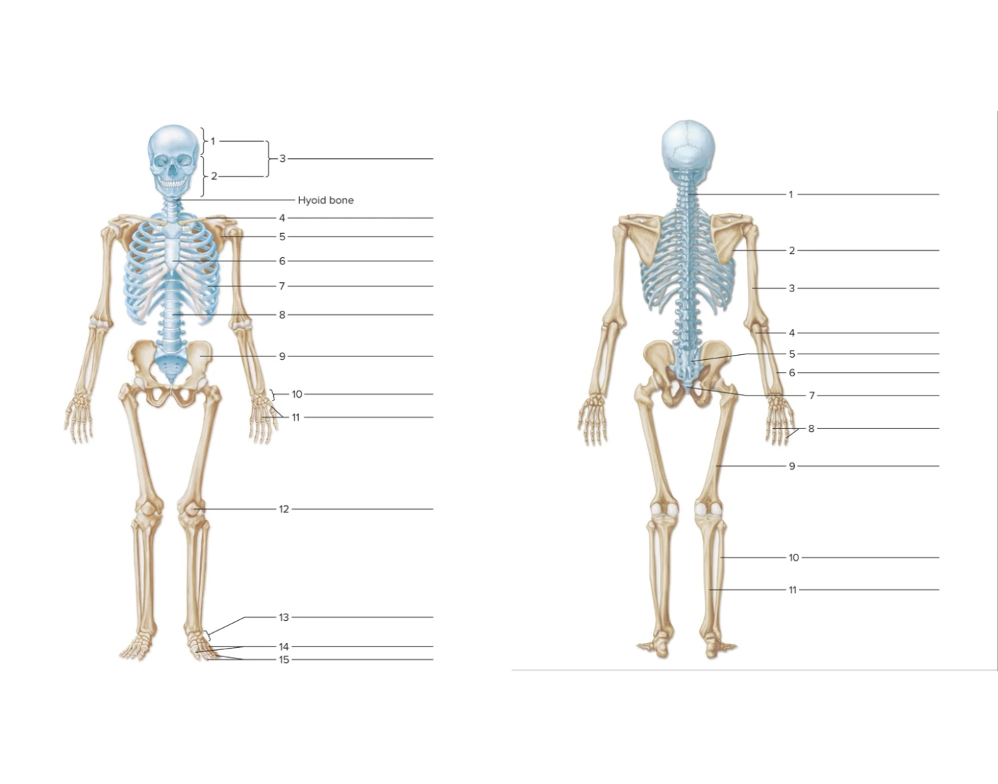Axial Amp Appendicular Skeleton Bones Printable Worksheet