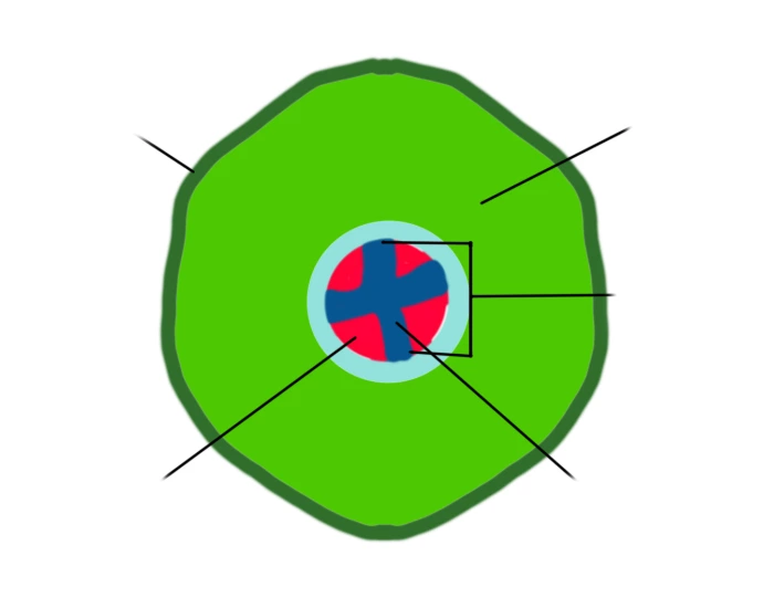 Elliptic Cross Section Roots Cross section of a root Quiz