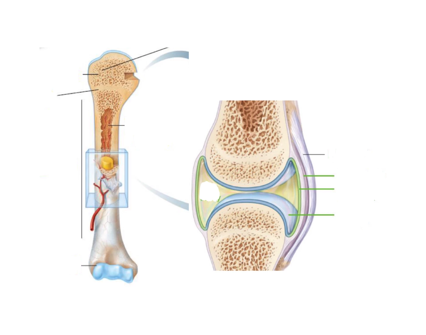 Labelling the Bone and Joint Cavity Quiz