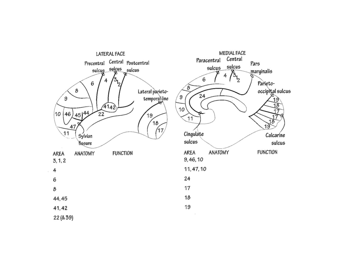 Brodmann Anatomy On Map Quiz brodmann-anatomy-on-map-quiz