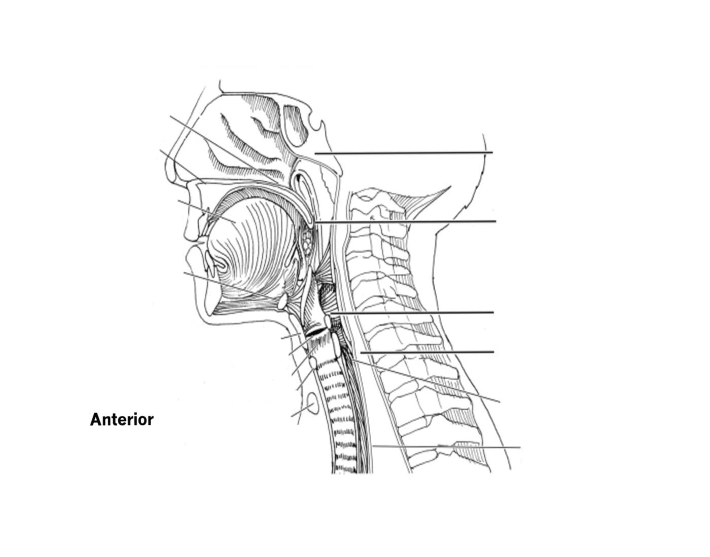 Syphasera Dysphasia Anatomy Quiz
