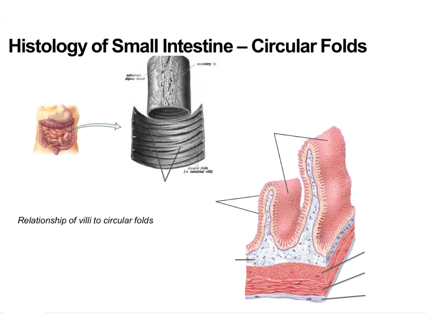 19: Histology of Small Intestine - Circular Folds — Printable Worksheet