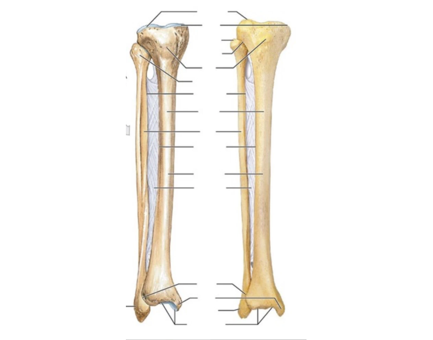 Anterior View of Right Tibia and Fibula — Printable Worksheet