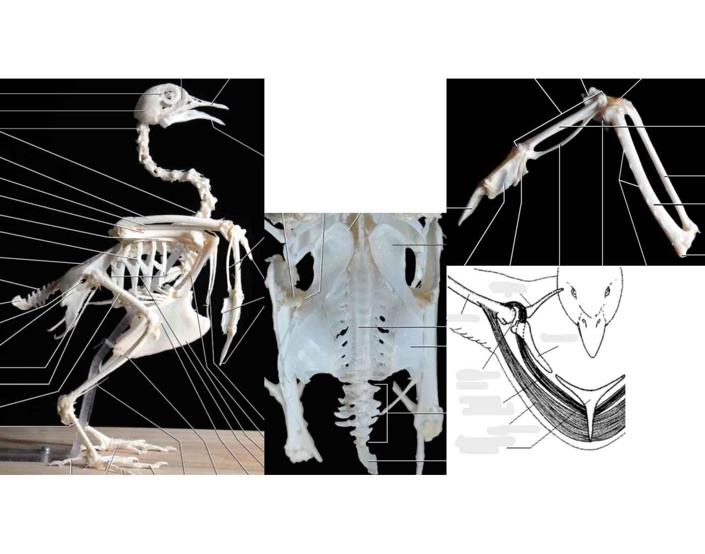 Pigeon Appendicular Skeleton Printable Worksheet