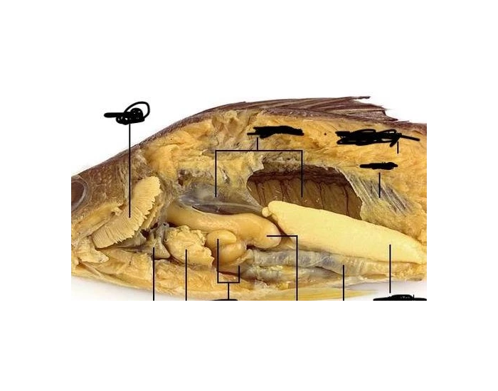 Perch Dissection - Internal Anatomy — Printable Worksheet