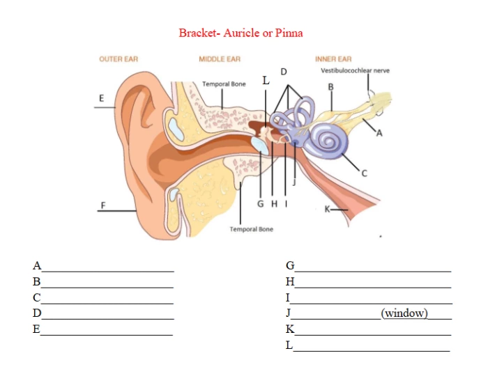Ndcs Inner Ear Worksheet Inner and Outer Ear ā Printable Worksheet