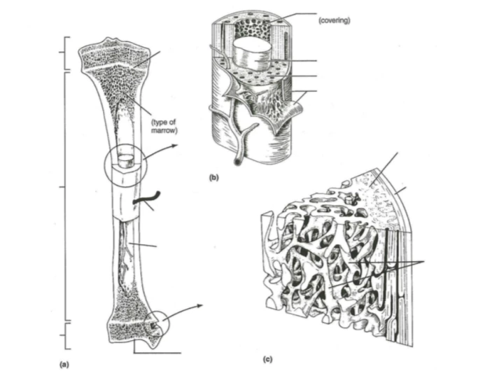 Long Bone Gross Anatomy — Printable Worksheet