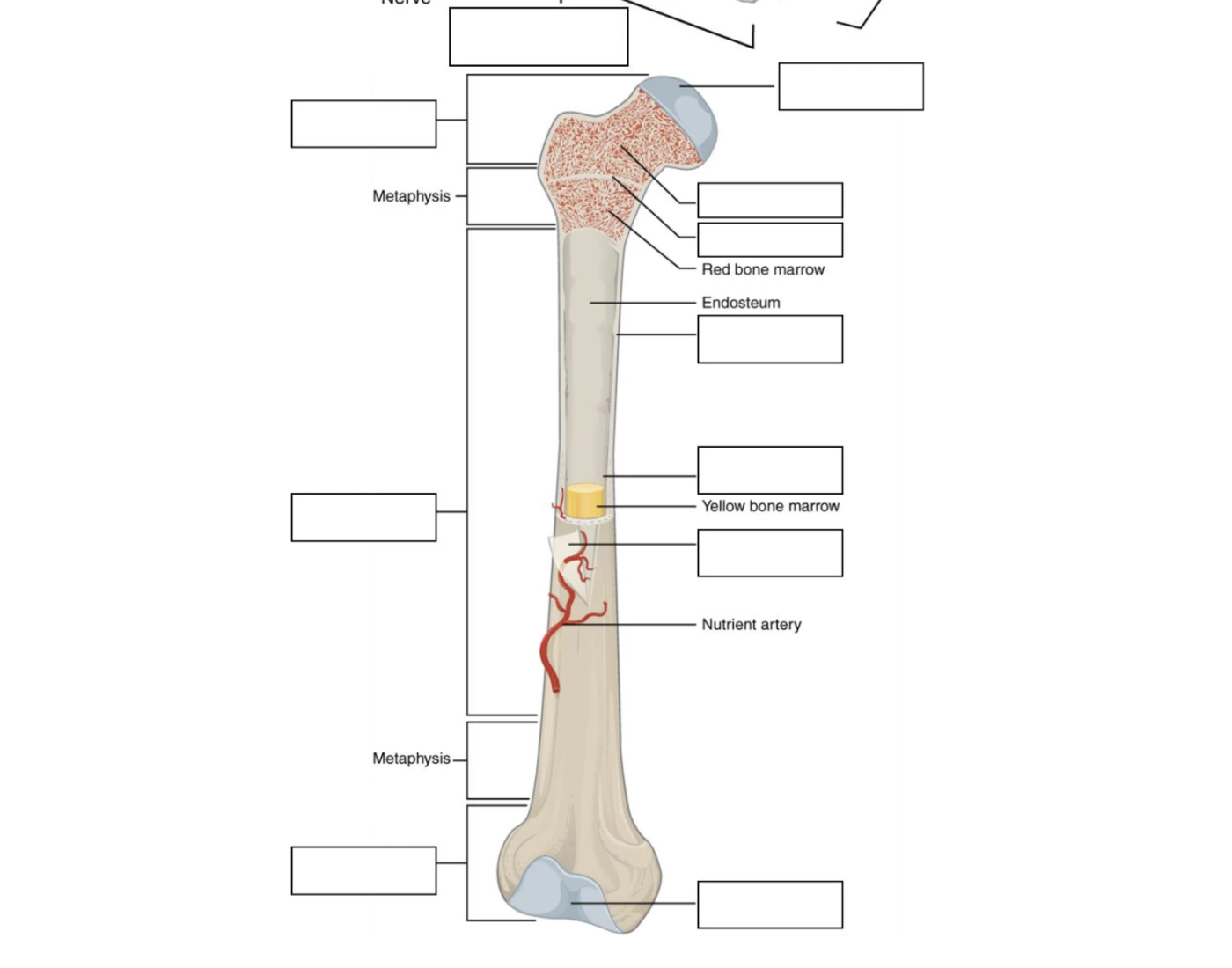 Skeletal System- Bone Structure Quiz