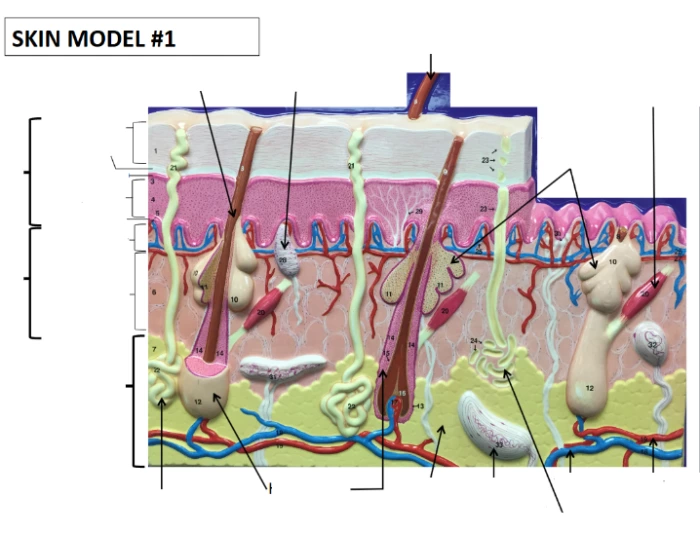 Integumentary Lab Models Skin Model 1 Integumentary System Quiz