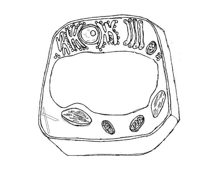 Label the Plant Cell Quiz