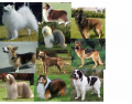 Dogs: Shepherds