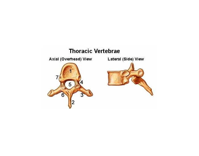 labeled thoracic vertebrae