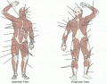 Superficial Skeletal Muscles