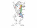 Frog, Muscular System, Dorsal View, CSUStan zoology 1050, 2008