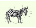 Equidae: Anatomy of a Zebra