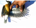 Aves: Lower Wing Anatomy of Zoothera Citrina Cyanotus