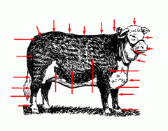Mammalia: Bos Taurus: External Anatomy of a Steer