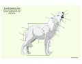 Canis lupus: Anatomy of a Wolf