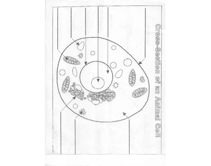 Animal Cell Test Example Animal Cell Quiz