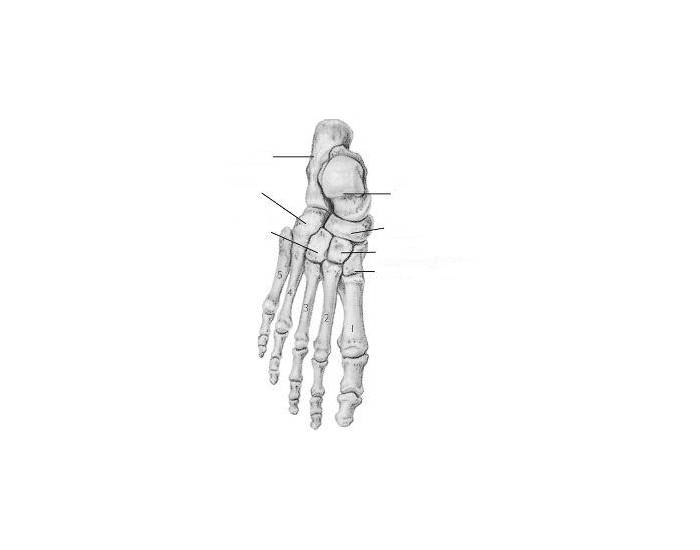Tarsals and Metatarsals Quiz
