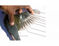 Aves: Upper Wing Anatomy of Zoothera Citrina Cyanotus