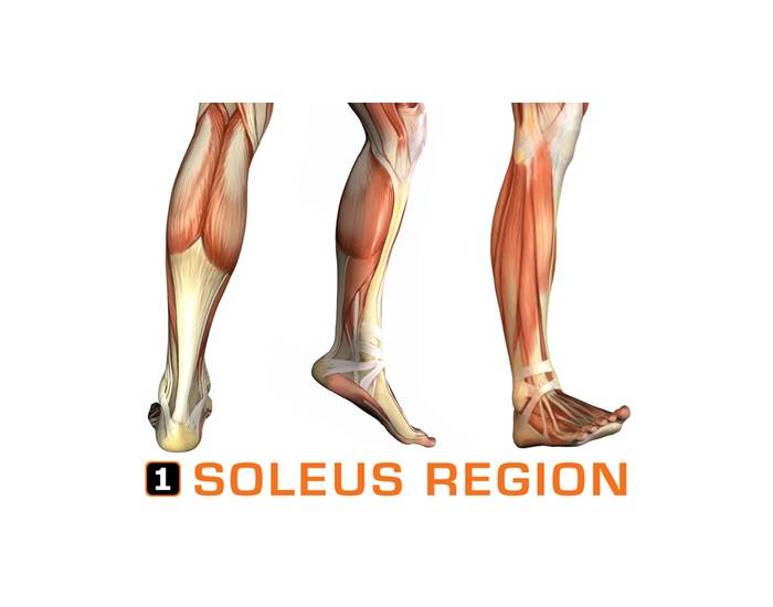 Muscles of the lower leg and foot — Printable Worksheet