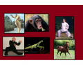 Animal Kung Fu Styles